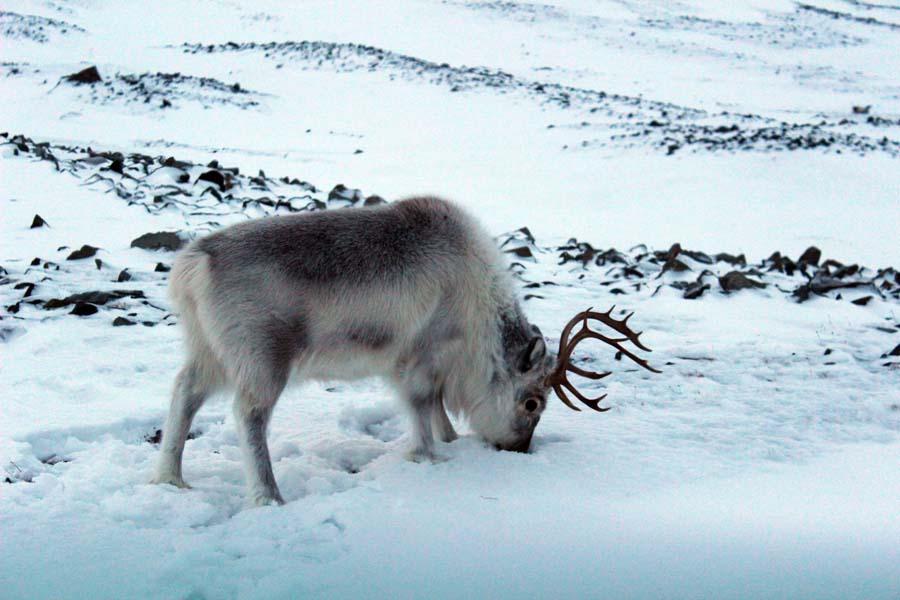 Rentier Björndalen Longyearbyen Spitzbergen Arktis Fototour mit See and Explore www.gindeslebens.com