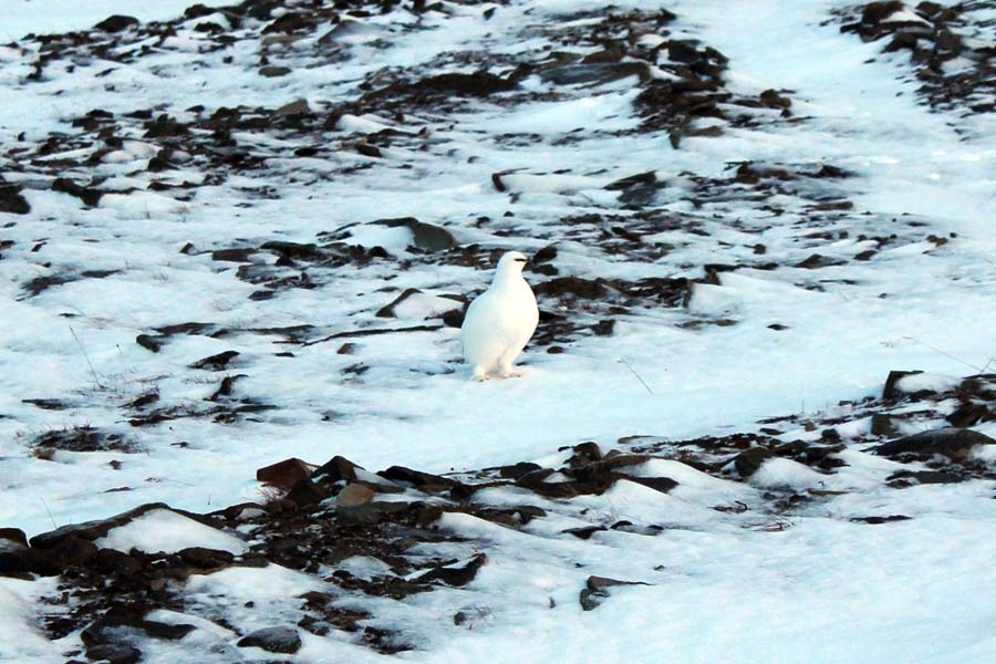 Spitzbergen Urlaub in der Arktis Schneehuhn Björndalen Arktis Fototour mit See and Explore www.gindeslebens.com