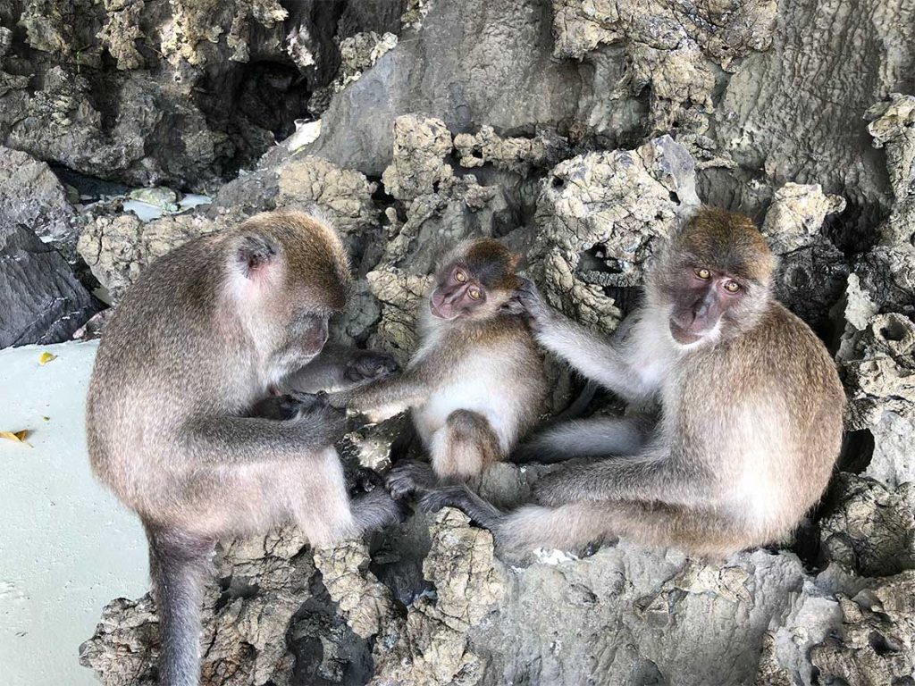 Monkey Beach Koh Phi Phi Don Thailand www.gindeslebens.com