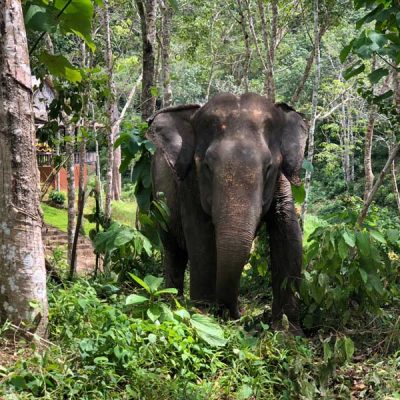 Phuket Elephant Sanctuary Phuket in der Regenzeit - Sehenswertes, Aktivitäten und Tipps www.gindeslebens.com