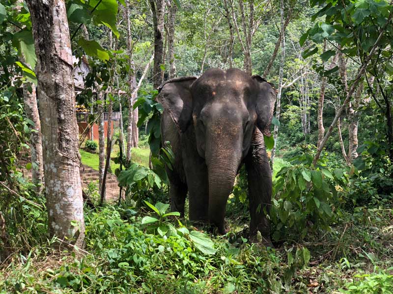 Phuket Elephant Sanctuary Phuket in der Regenzeit - Sehenswertes, Aktivitäten und Tipps www.gindeslebens.com
