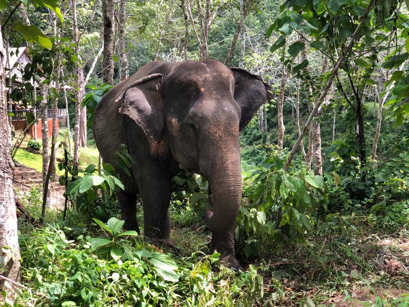 Phuket Elephant Sanctuary Phuket in der Regenzeit - Sehenswertes, Aktivitäten und Tipps www.gindeslebens.com