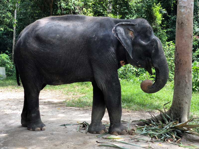 Phuket Elephant Sanctuary Phuket in der Regenzeit - Sehenswertes, Aktivitäten und Tipps www.gindeslebens.com