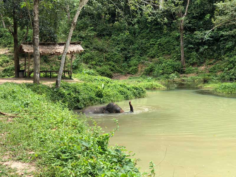 Phuket Elephant Sanctuary Phuket in der Regenzeit - Sehenswertes, Aktivitäten und Tipps www.gindeslebens.com