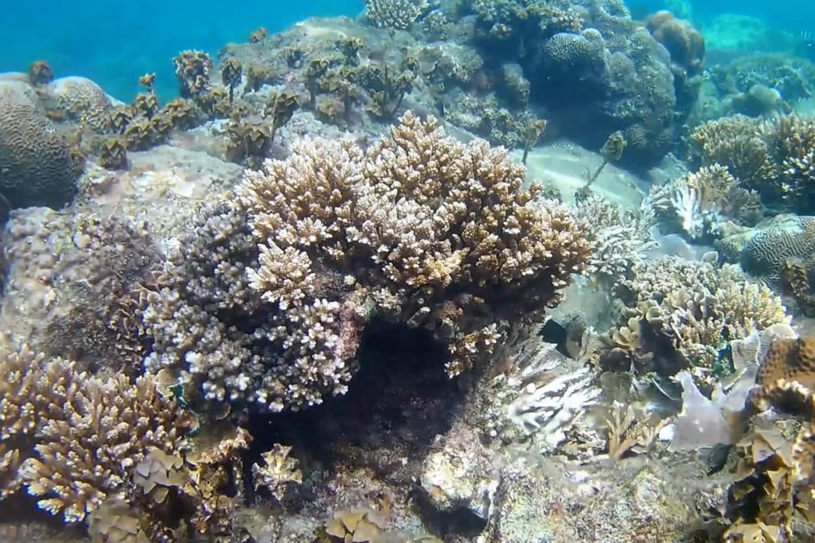 Action Cam Vergleich – die günstige HD Action Kamera Alternative im Unterwasser Test