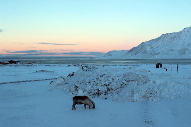 Spitzbergen Urlaub in der Arktis Rentier www.gindeslebens.com