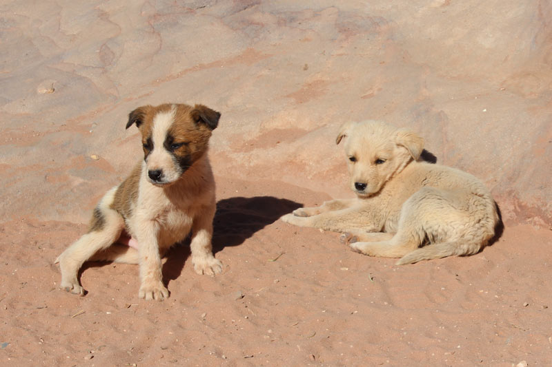 Hundewelpen in Petra Jordanien www.gindeslebens.com