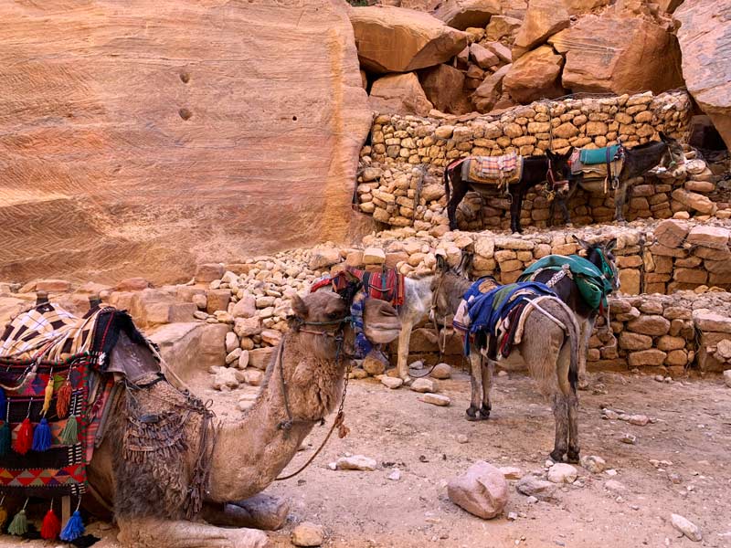 Esel und Kamele Petra Jordanien www.gindeslebens.com