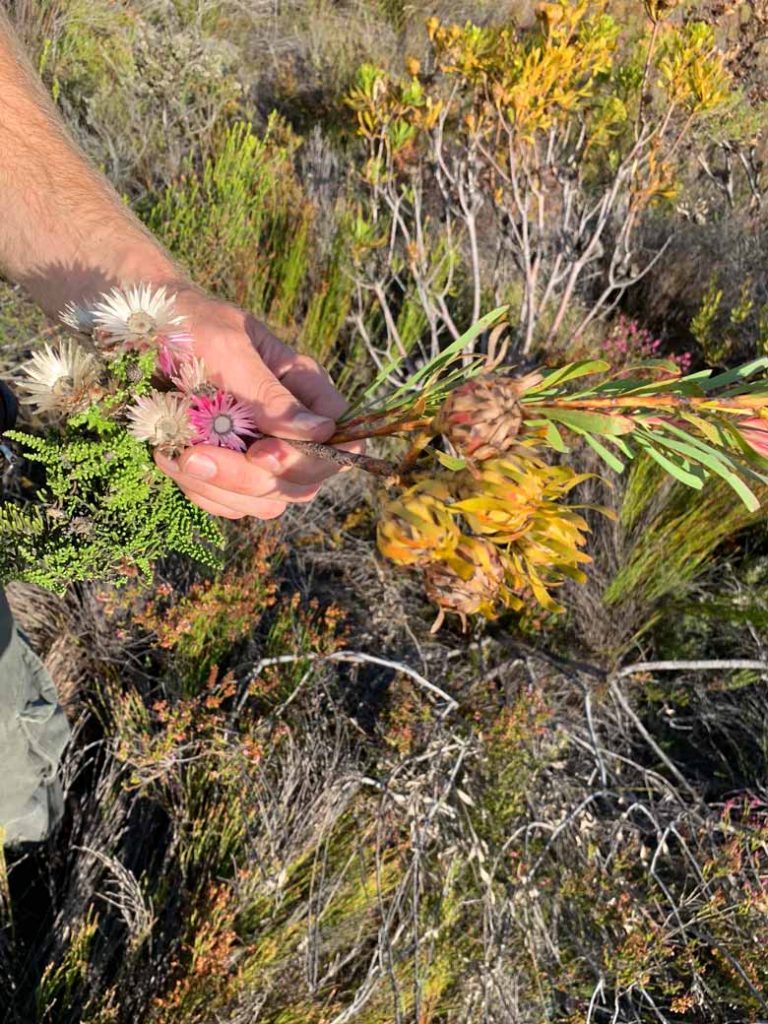 Fynbos und Protea Grootbos Privat Nature Reserve www.gindeslebens.com