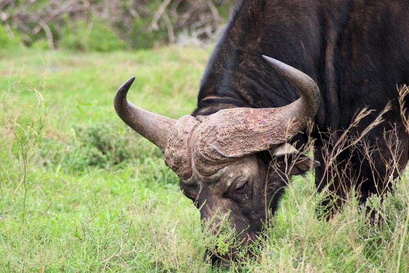 Büffel Big Five Fauna und Flora Südafrika www.gindeslebens.com