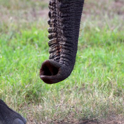 Rüssel eines Elefanten www.gindeslebens.com