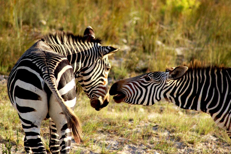 Zebras Südafrika www.gindeslebens.com