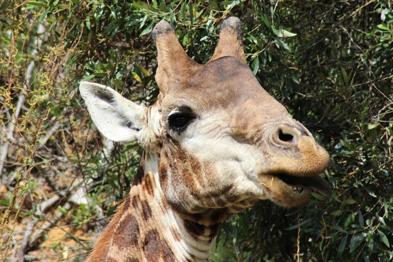 Giraffe beim Fressen Safari Südafrika www.gindeslebens.com