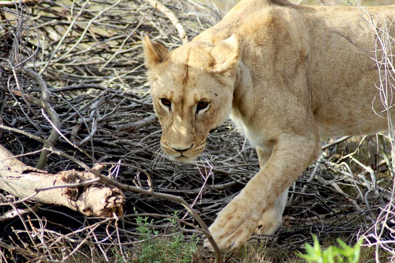 Löwin Big Five Game Drive Fauna und Flora Südafrika www.gindeslebens.com