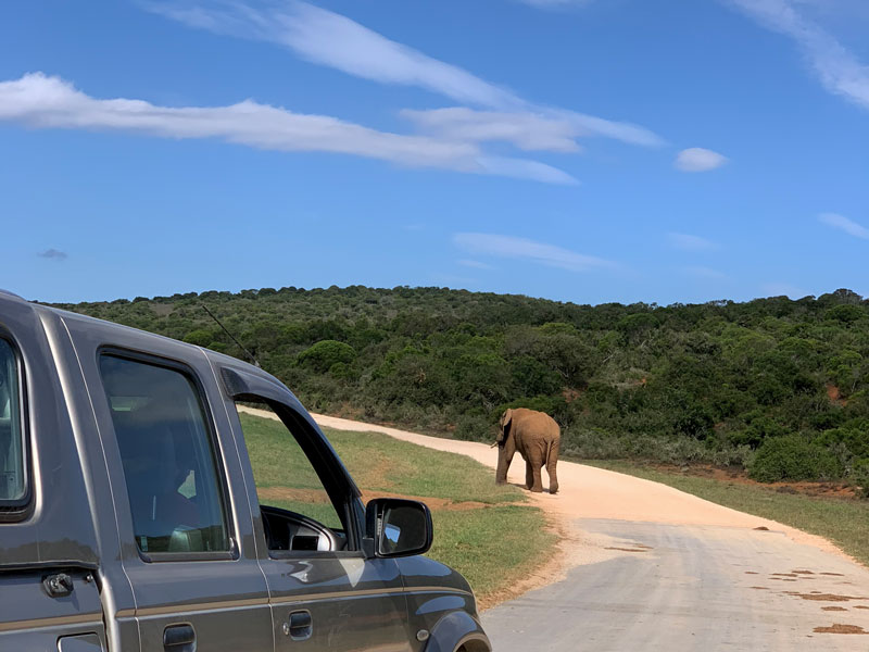 Tipp SUV für mehr Sicht im Nationalpark Südafrika Reise - Tipps zum Mietauto www.gindeslebens.com