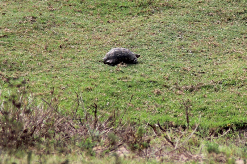 Schildkröte Little Five Fauna und Flora Südafrika Game Drive www.gindeslebens.com