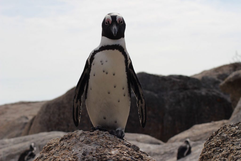Pinguin Südafrika - beste Reisezeit www.gindeslebens.com