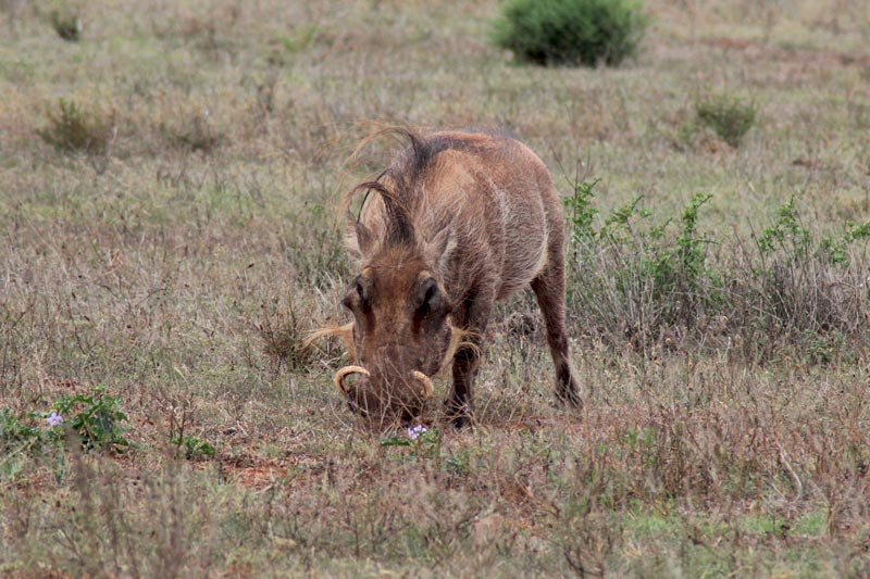 Warzenschwein Game Drive Südafrika Fauna und Flora www.gindeslebens.com