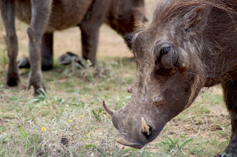 Beeindruckende Hauer vom Warzenschwein Tierwelt Südafrika www.gindeslebens.com