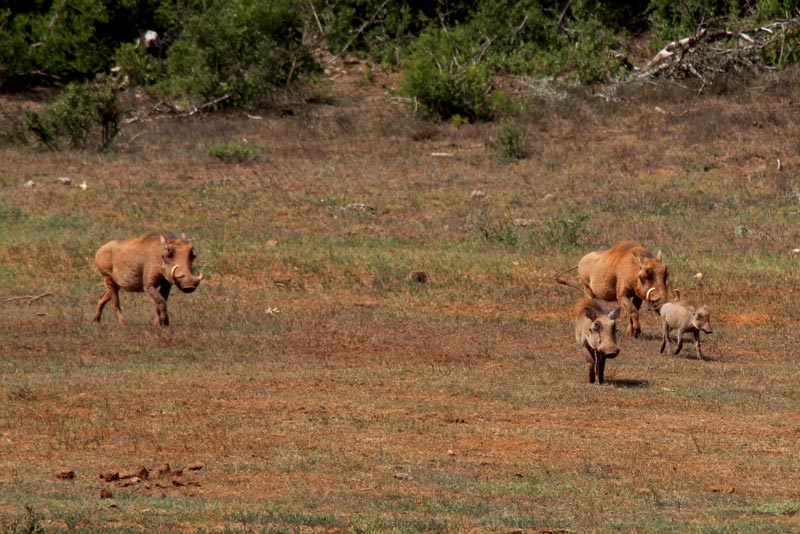 Warzenschweine Game Drive Südafrika Fauna und Flora www.gindeslebens.com