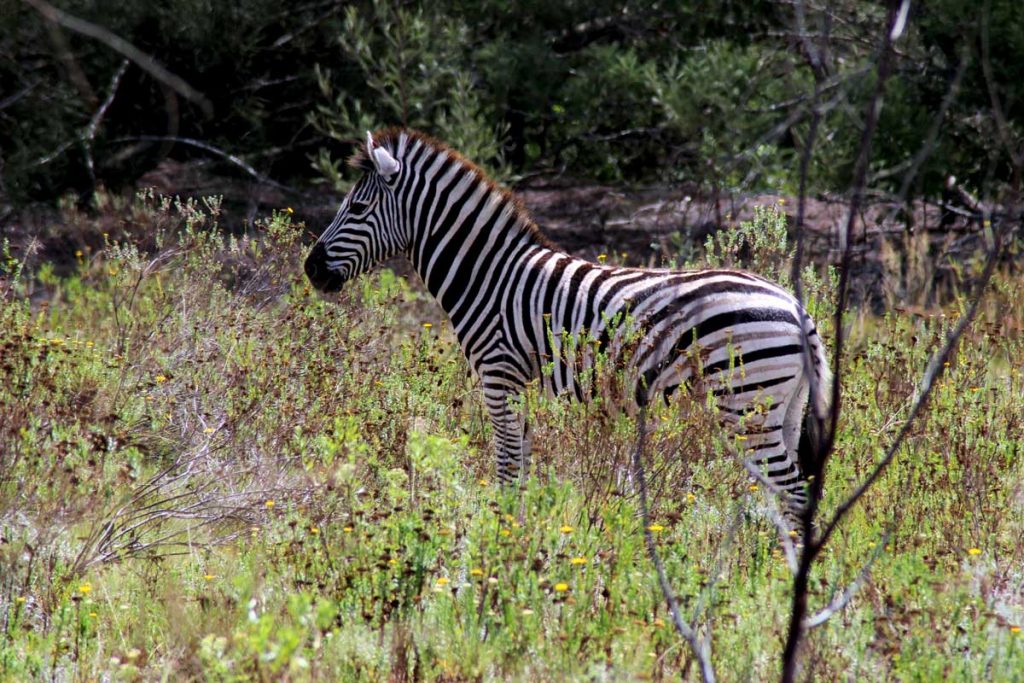 Safari Südafrika Rundreise Zebra www.gindeslebens.com