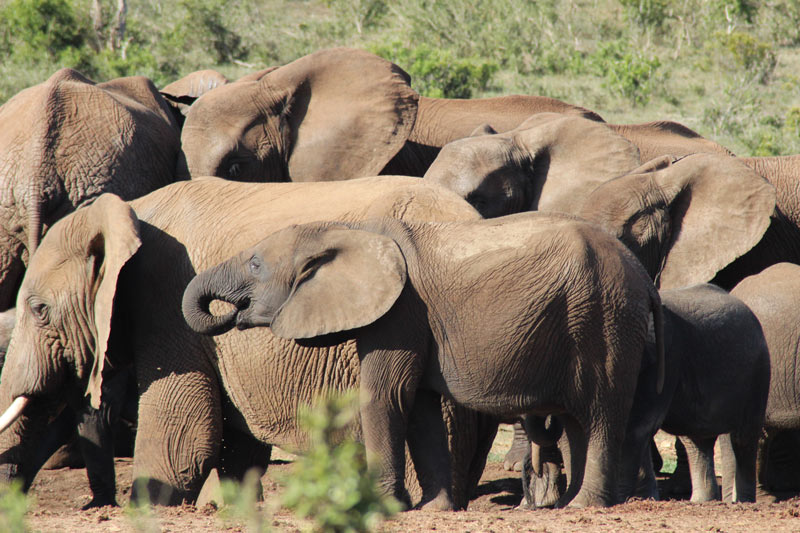 Elefanten Addo National Park Big Five Safari