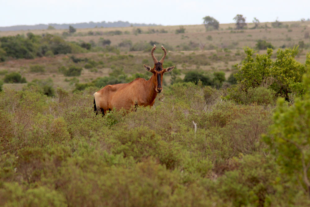 Kuh Antilope Addo Nationalpark www.gindeslebens.com