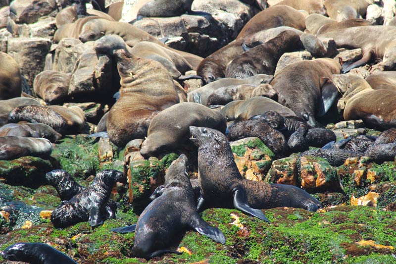 Robben - Marine Big 5 Tour Südafrika www.gindeslebens.com