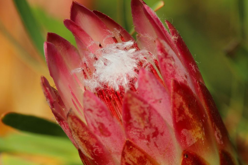 Pflanzenwelt Südafrika Protea www.gindeslebens.com