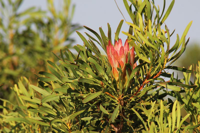 Protea Südafrika www.gindeslebens.com