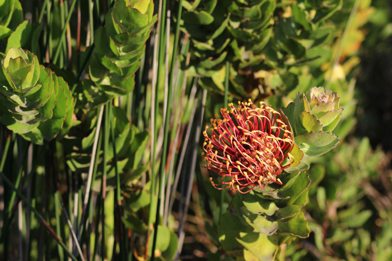 Protea Südafrika www.gindeslebens.com