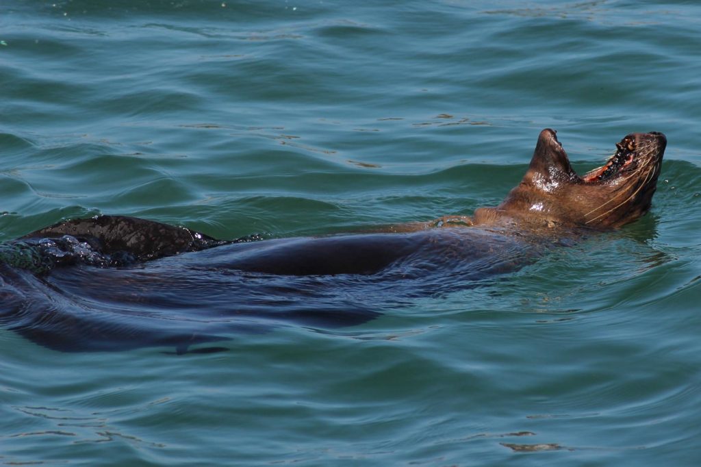 Robbe im Wasser Marine Big 5 www.gindeslebens.com