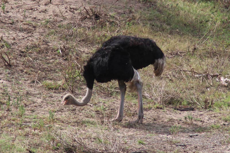 Safari Südafrika