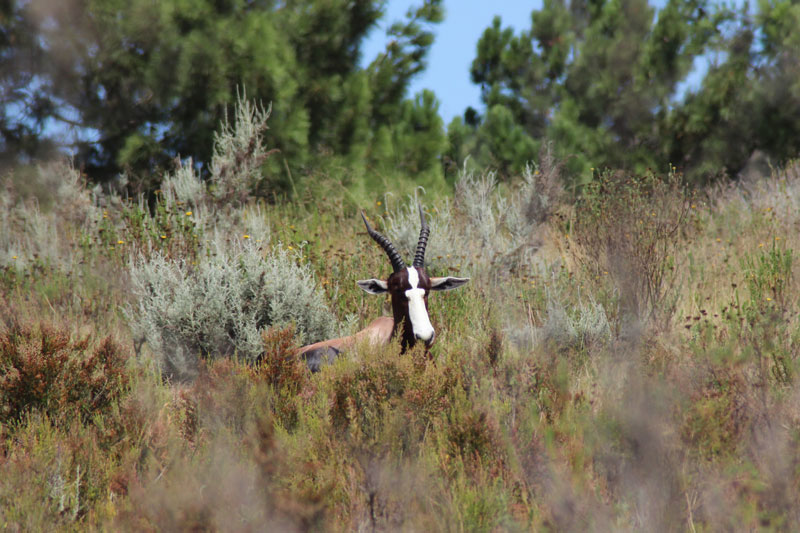 Tierwelt in Südafrika