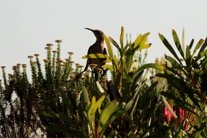 Vogel Südafrika Grootbos Private Nature Reserve