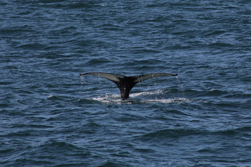 Whale Watching Island www.gindeslebens.com