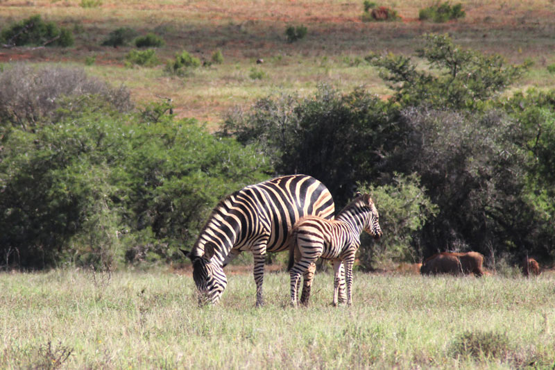 Zebra mit Fohlen Addo Nationalpark Südafrika www.gindeslebens.com