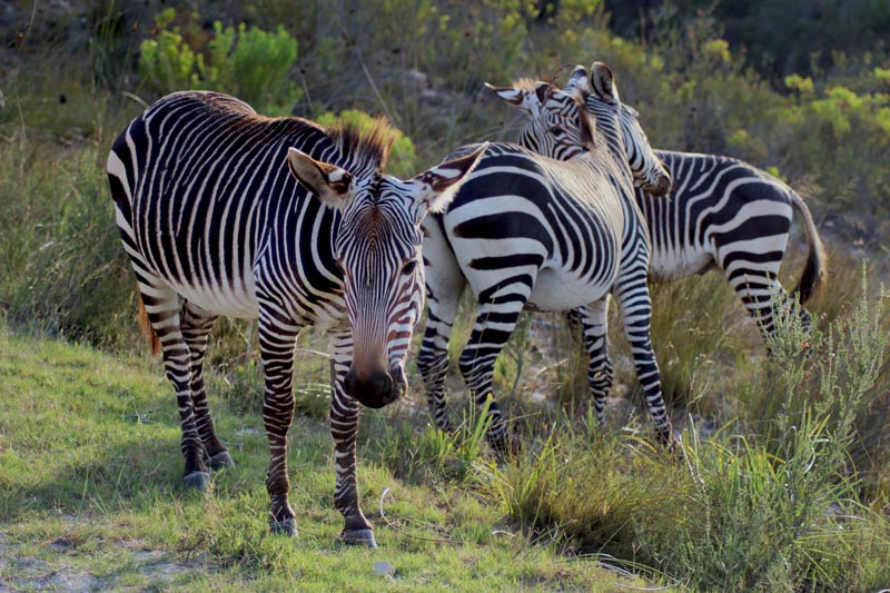 Zebras Südafrika www.gindeslebens.com