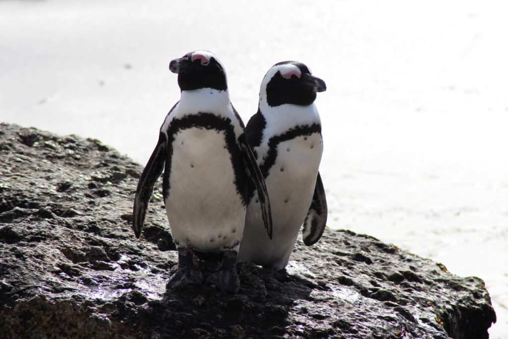 Boulders Beach Pinguine Südafrika