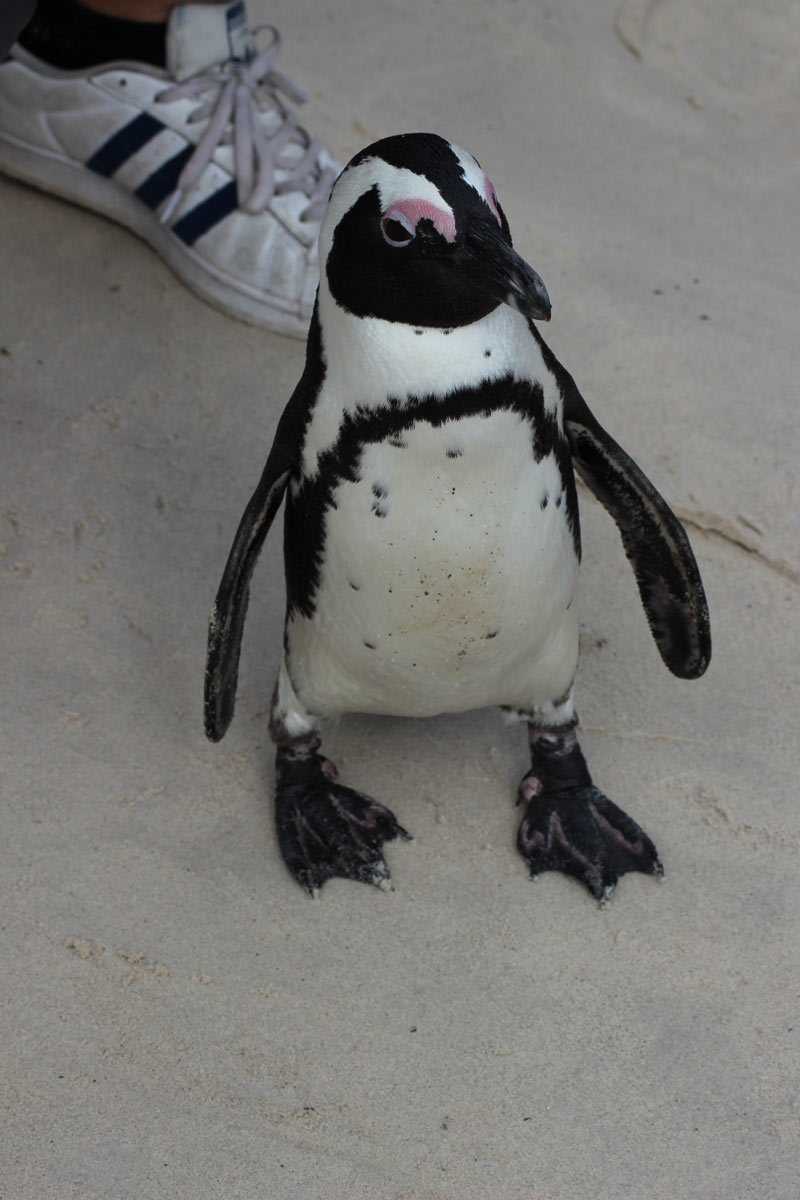 Afrikanische Pinguine