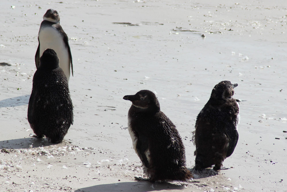 Pinguin Küken Foxy Beach