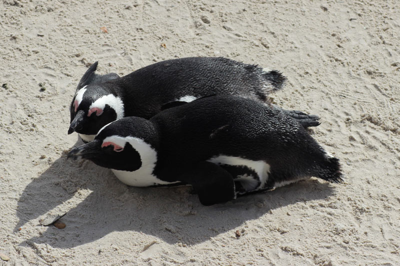 Pinguine in Südafrika 