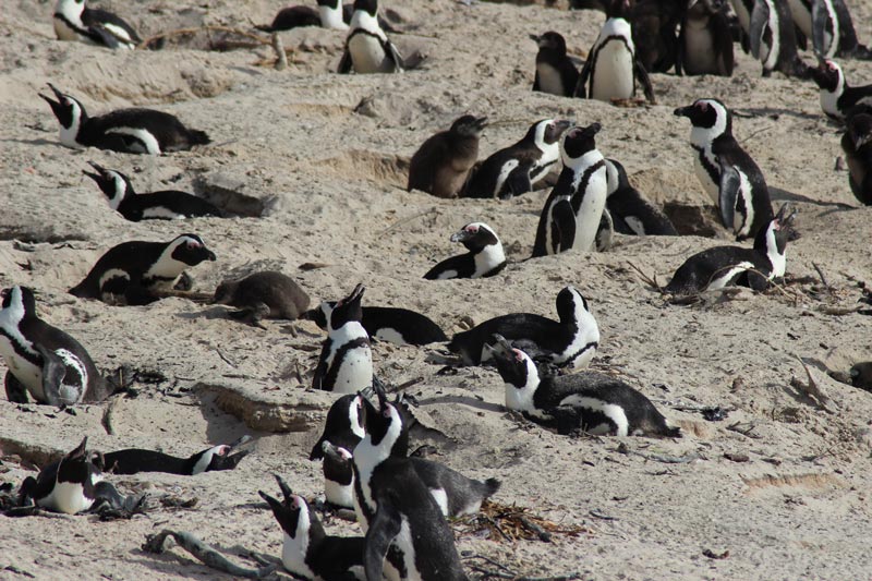 Pinguine in Südafrika 