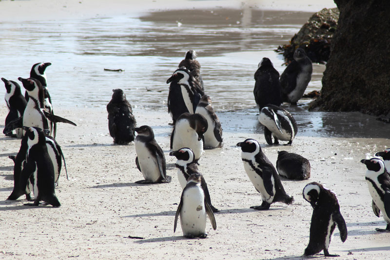 Schutz der Pinguine in Südafrika 