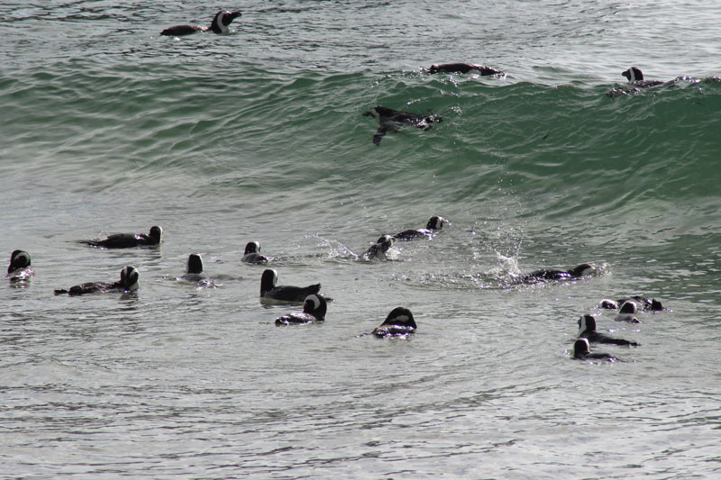 Schwimmende Pinguine