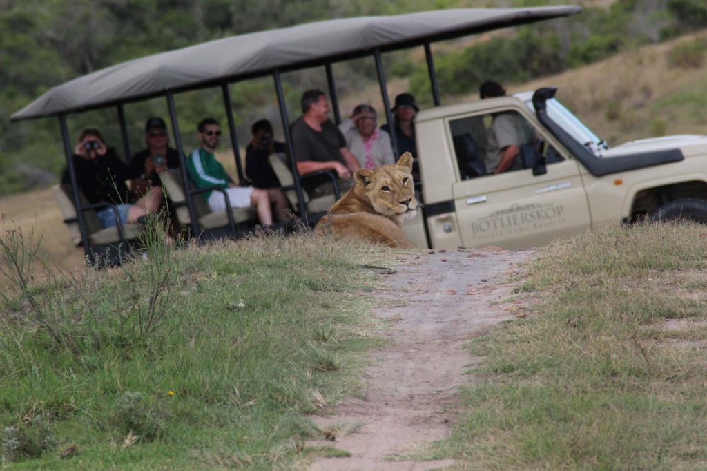 Botlierskop Private Game Reserve - Safari in Südafrika an der Garden Route