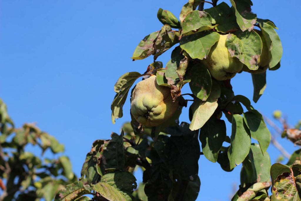 Grootbos Growing the Futures Farm