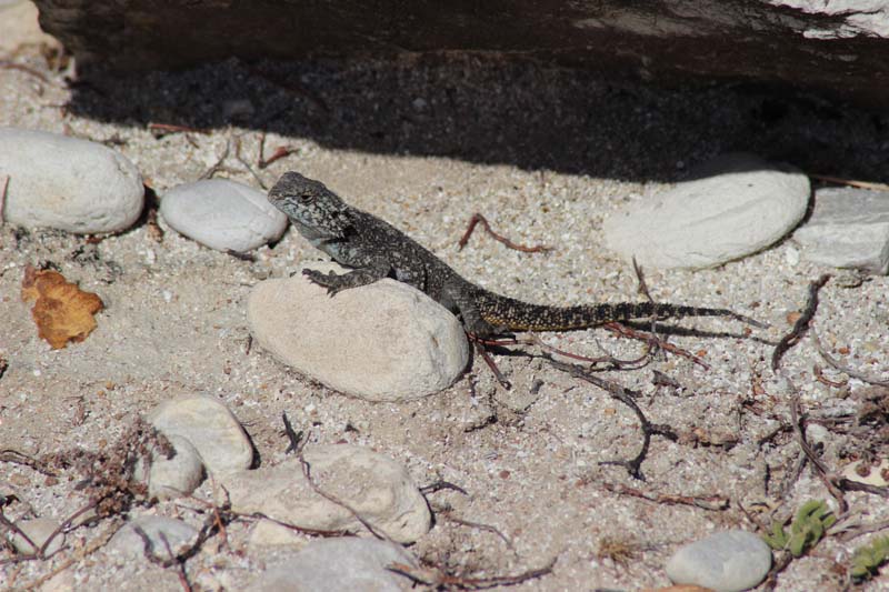 Reptilien am Kap Agulhas