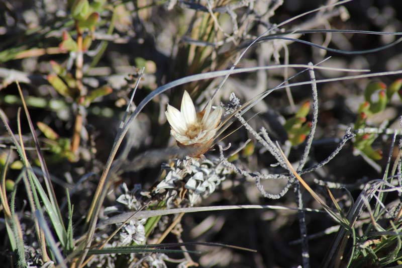 Fynbos am Kap Agulhas