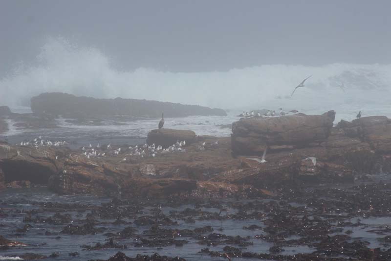 Cape of Good Hope